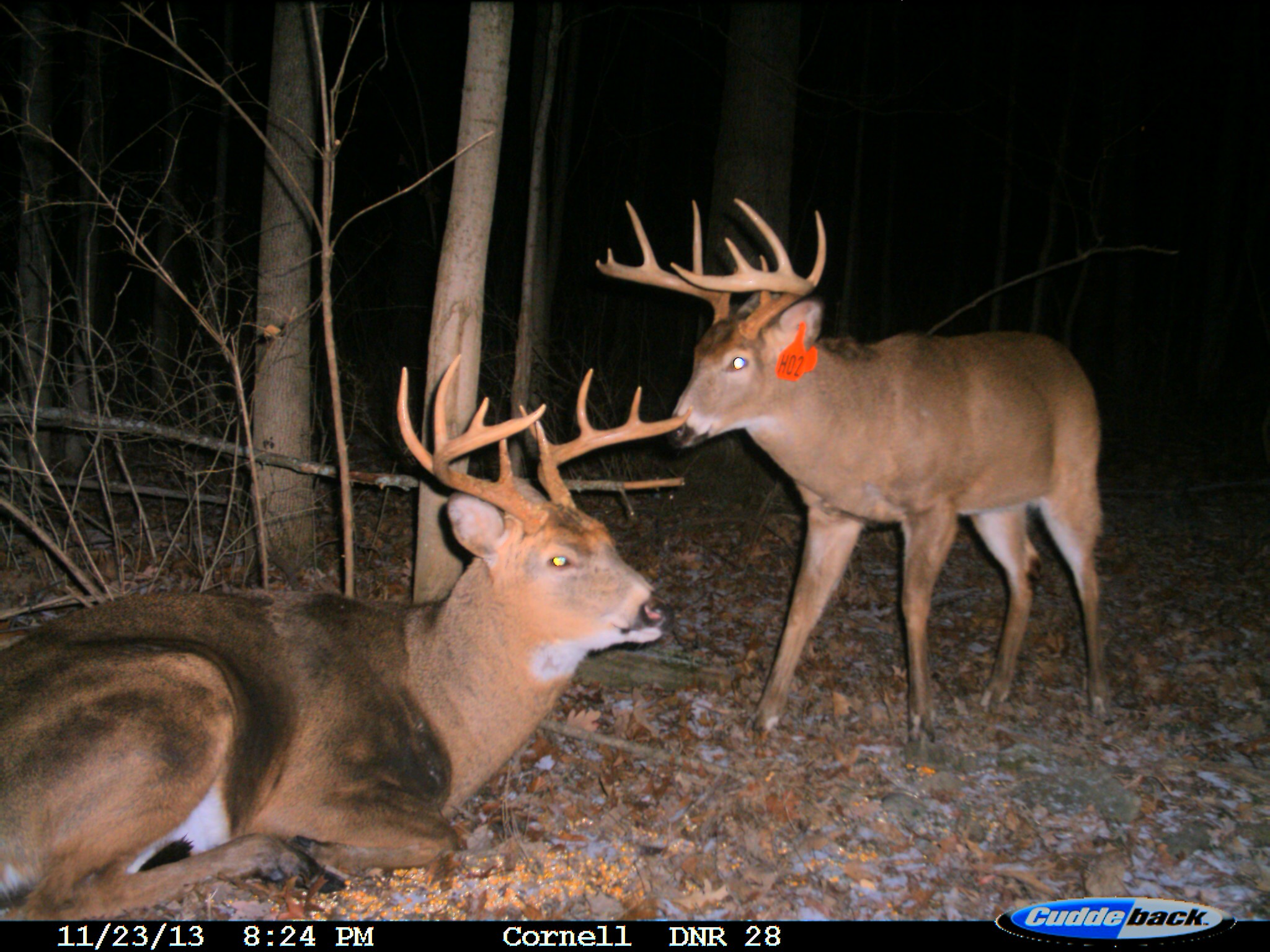 Wildlife Control Information