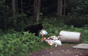 bear in trash1